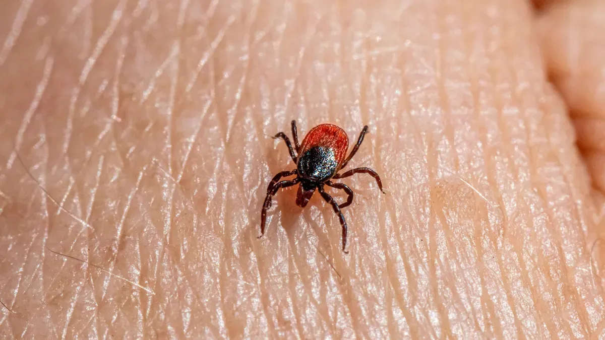 Tick prevention measures and anaplasmosis awareness