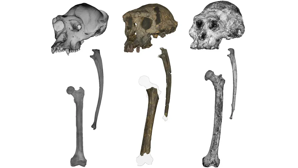 Fossil of Sahelanthropus tchadensis showing bipedal traits like femoral tubercle and antetorsion