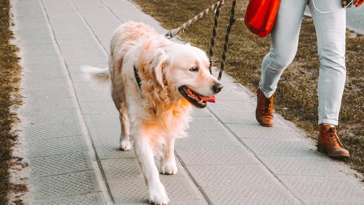 Dog owner walking with pet during pandemic restrictions, maintaining physical activity through routine exercise