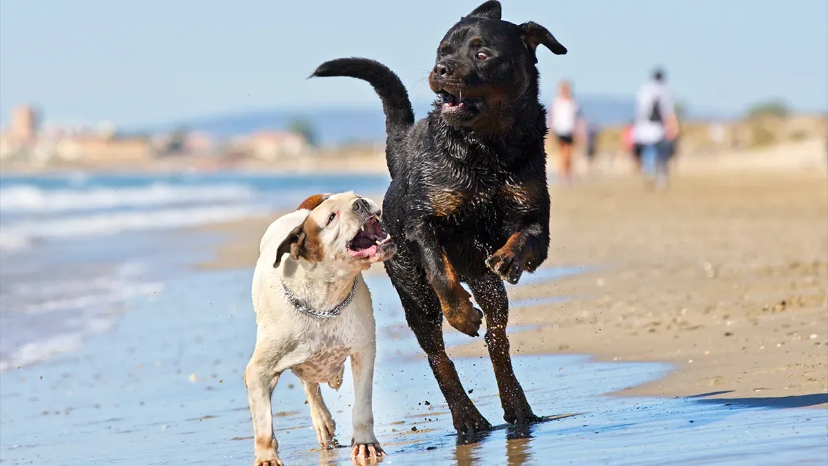 FDA Approval for Dog Lifespan Extension Drug