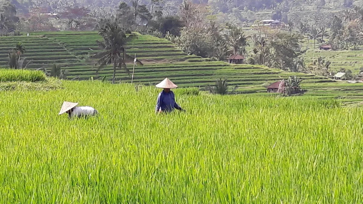 Indonesian children and rice fields showing the link between food prices and health outcomes