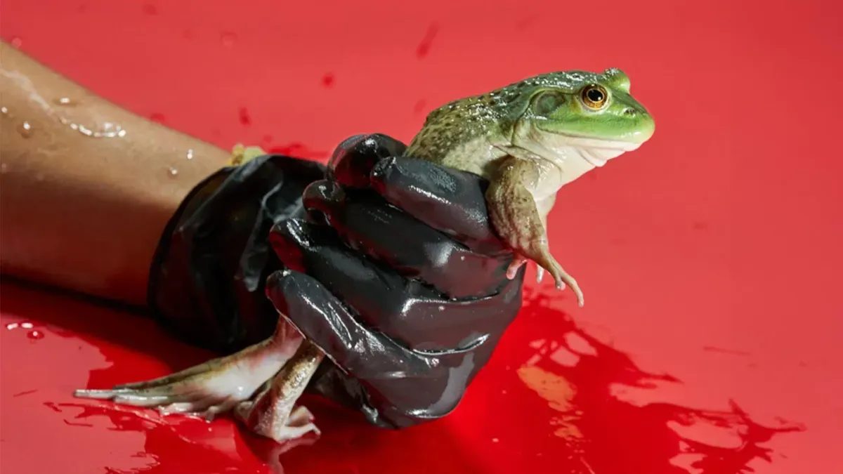 Amphibian conservation map showing Brazilian bullfrog trade routes and chytrid fungus spread